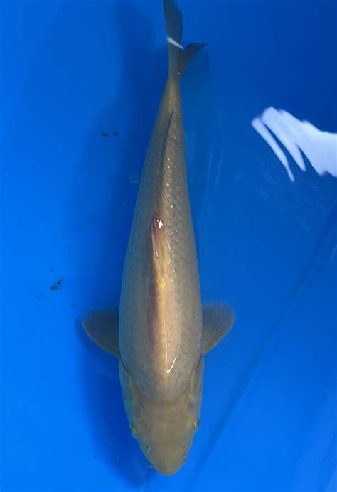 mongo koi fish|Jumbo Koi .